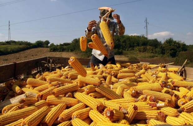 Картинки по запросу украинская кукуруза