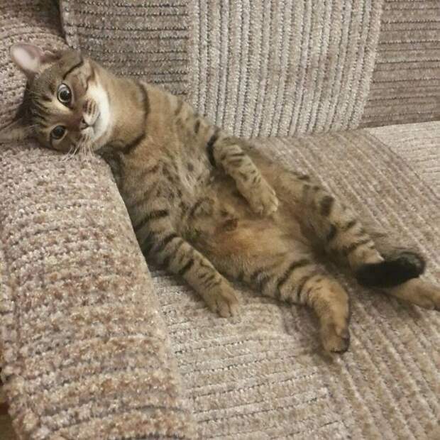 Забавный котопост)