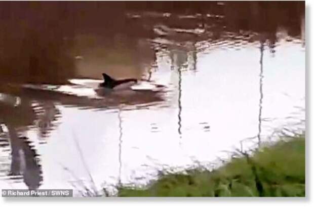 Дельфина заметили в реке в 20 километрах от моря в Кембриджшире, Великобритания
