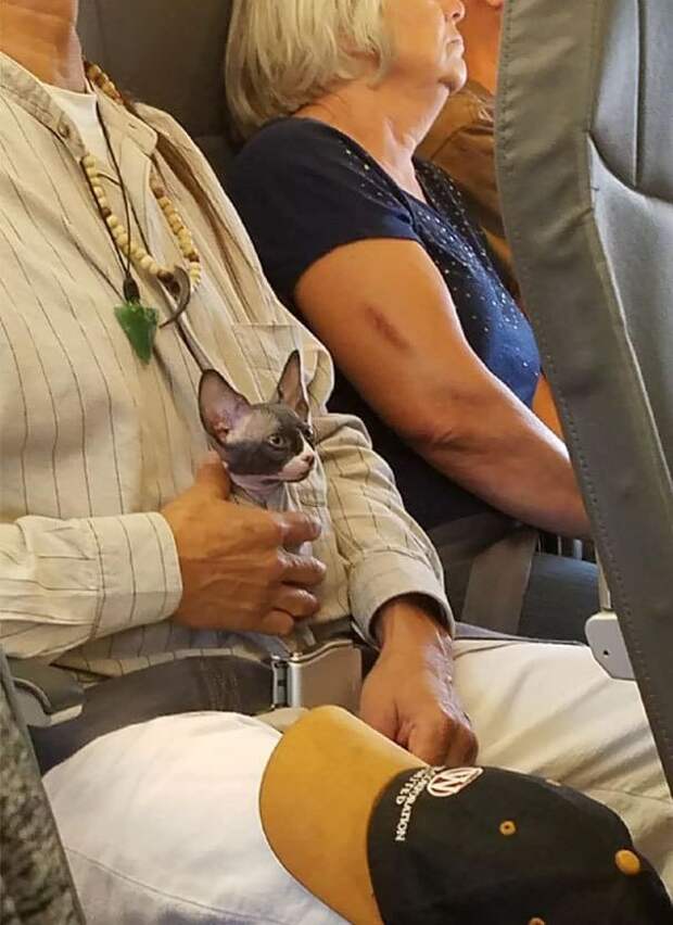 There Is A Cat On My Plane And It