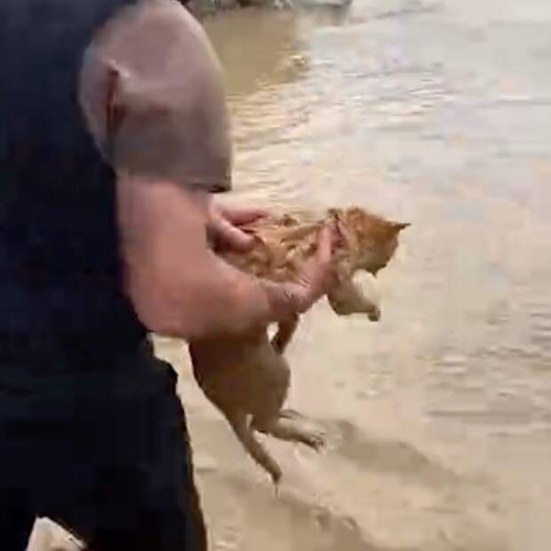 Спасение россиянами тонущих в Дагестане животных попало на видео