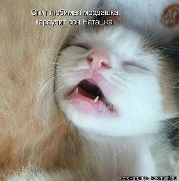 Лучшие котоматрицы недели (50 фото)