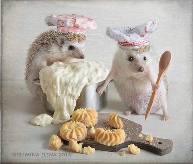 Тайная жизнь домашних ежиков Тайная жизнь домашних ежиков