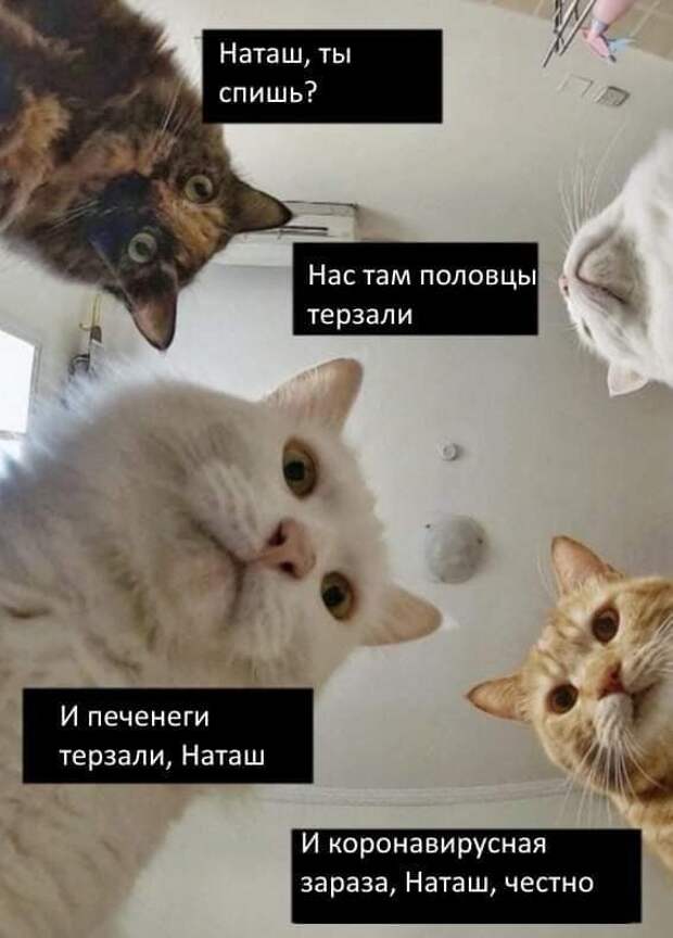 «Наташ, вставай! Мы уронили вообще все!»: на фоне последних событий в сети обрел популярность новый мем с котами