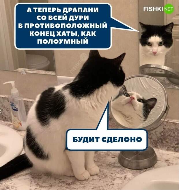 О кошатниках начистоту О кошатниках начистоту