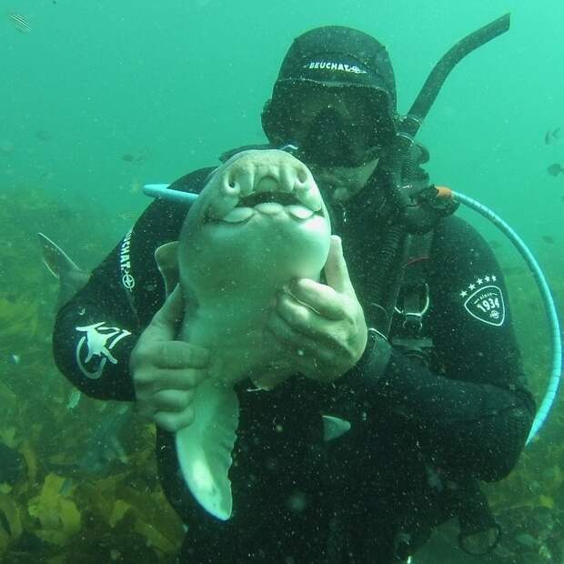 Когда этот дайвер погружается в воду, акула приплывает, чтобы обниматься с ним