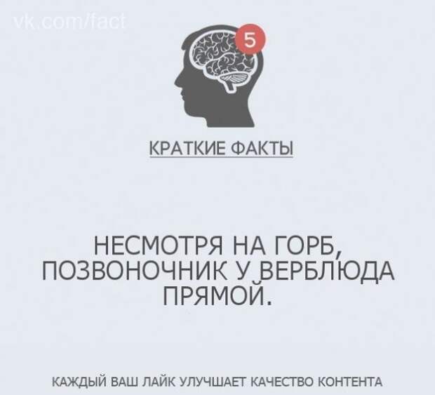 Краткие факты