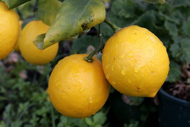Лимонное дерево с лимоном фото