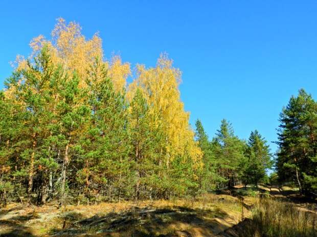 осенний пейзаж, красиво ?  грибы, листва, осень, природа, прогулка, сделай сам