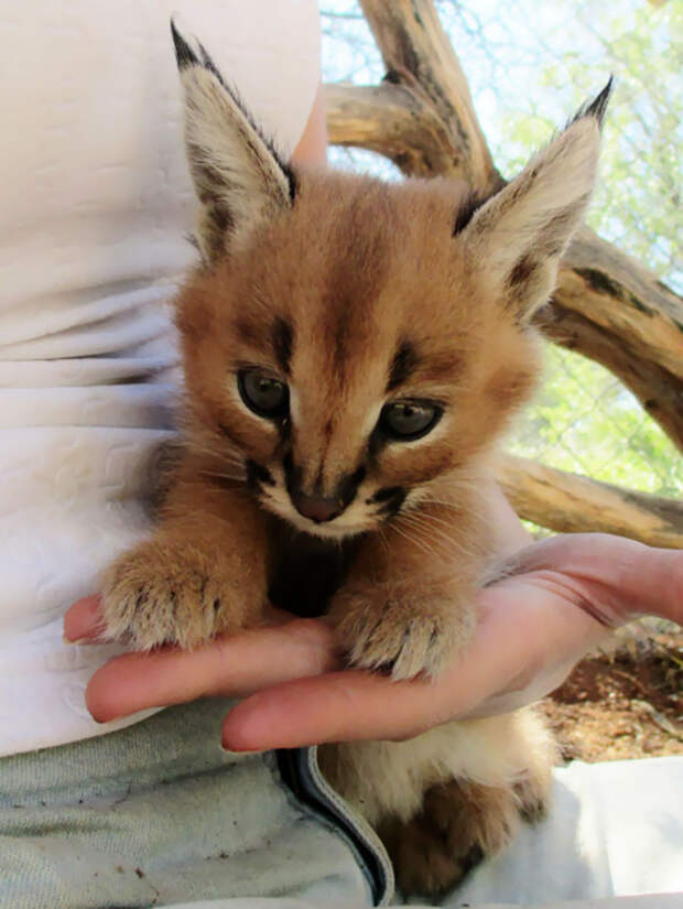 Baby Caracal