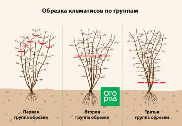 обрезка клематисов по группам