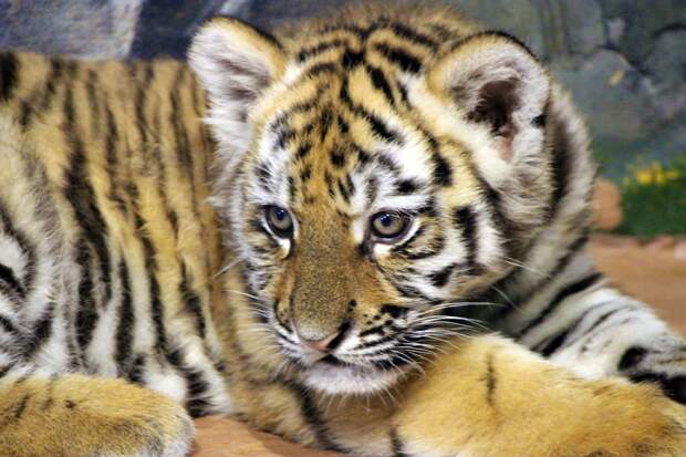 Посетители зоопарка «Лимпопо» смогут выбрать имена для недавно родившихся тигрят