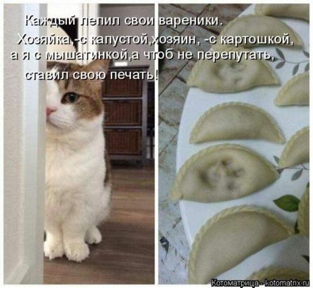Лучшая котоматрица недели