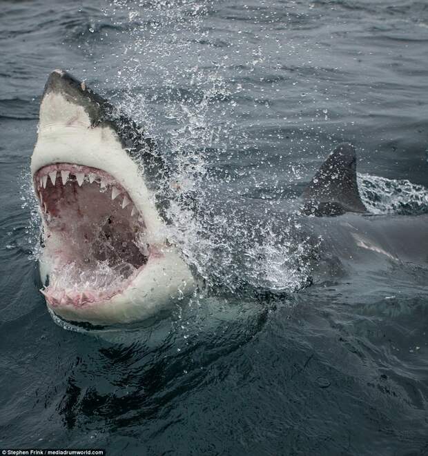 Дайвер из Флориды обнаружил самую большую белую акулу в мире Белая акула, дайвинг, животные, фотография