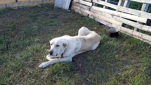 Обезумевший алабай откусил руку матери-одиночке