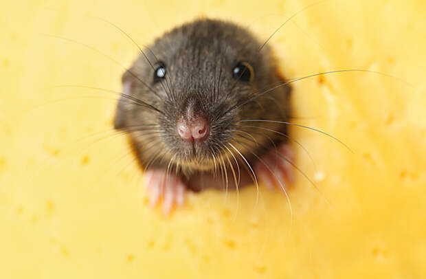 мыши любят сыр