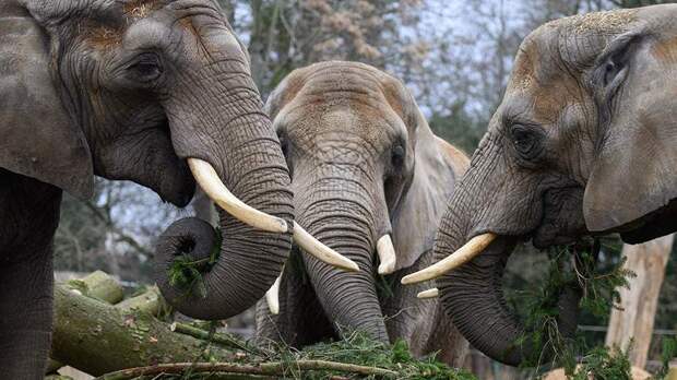 Зоологи обнаружили способность африканских слонов звать друг друга по именам