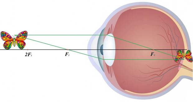 Как очки убивают наше зрение. Естественное восстановление зрения - метод Шичко-Бейтса