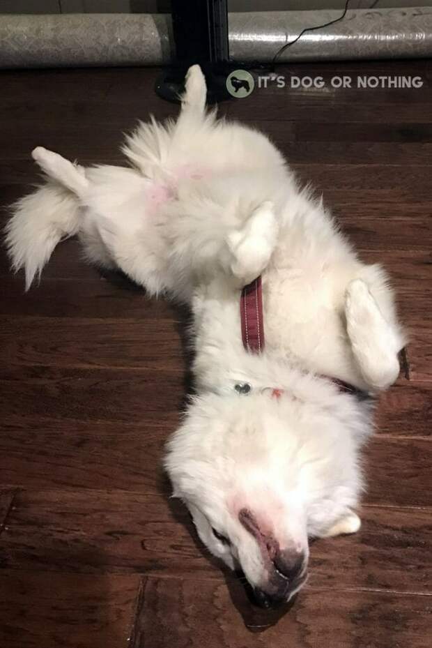 Silly Great Pyrenees puppy napping comfortably after once being extremely fearful. | It's Dog or Nothing