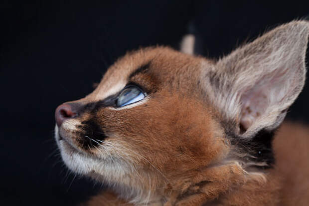 Baby Caracals