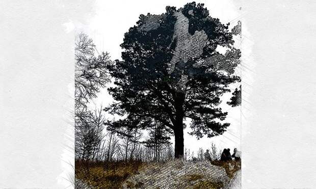 Орловская сосна вошла в национальный реестр старовозрастных деревьев