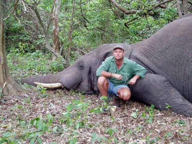 Во время сафари умирающая слониха раздавила охотника несчастный случай, охота, сафари, слоны
