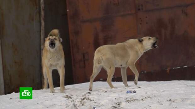 В Госдуму поступило более 30 тыс. предложений по проблеме бродячих собак