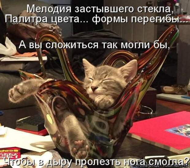Лучшие котоматрицы недели (51 фото)