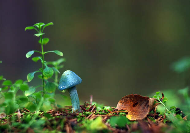 Голубой гриб Entoloma hochstetteri, Индия, фото