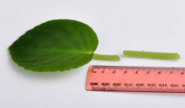 Для размножения узамбарской фиалки чаще всего используют хорошо сформированные и лишенные признаков травмирования или болезней листья