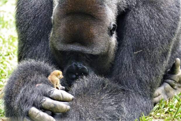 Гигантская горилла Бобо подружилась с совсем крошечным зверьком