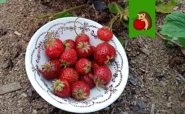 Вкуснота!