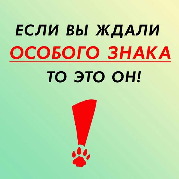Очень надеемся, что Вы поможете ему забыть голод и все его беды! Он ведь такой замечательный!
