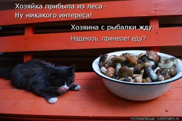 Свежая котоматрица на Бугаге (37 фото)