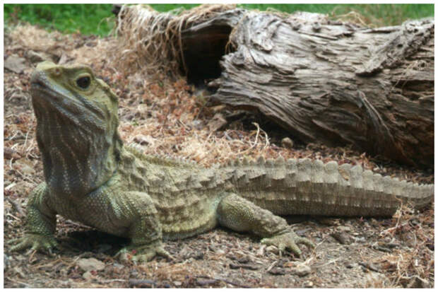 Туатар выделяют как отдельный вид рептилий, стоящий особняком среди всех современных пресмыкающихся. tuatara, животные, фауна, ящерица