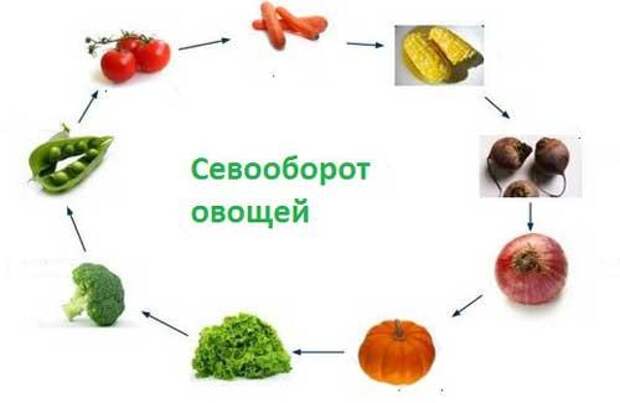 Что после чего растет. Севооборот овощей. Овощной севооборот. Севооборот картинки. Чередование овощей.