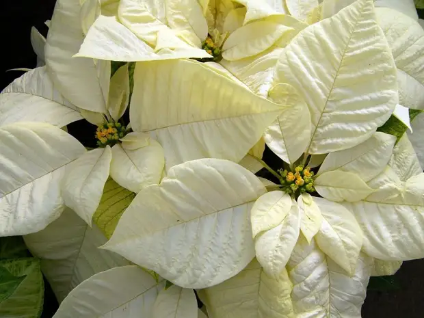 Цветы посреди зимы! 5 лучших зимнецветущих комнатных растений