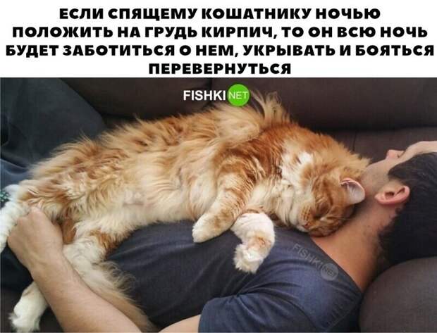 О кошатниках начистоту О кошатниках начистоту