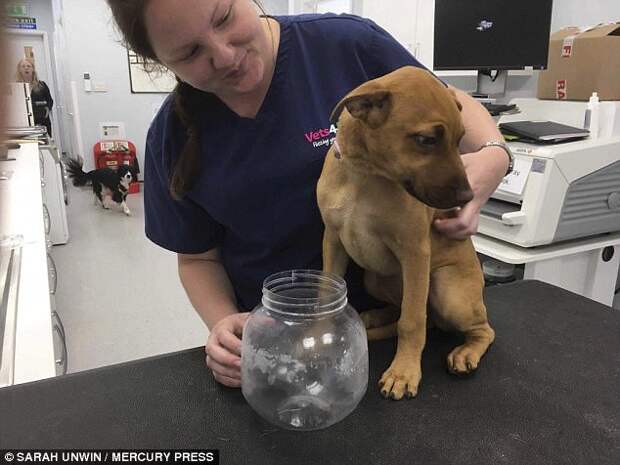 After Mrs Unwin's attempts to get her unstuck with washing up liquid and soap ended in vain, vets at Rugby Central Vets4Pets had to intervene, eventually setting her free for a fee of £30