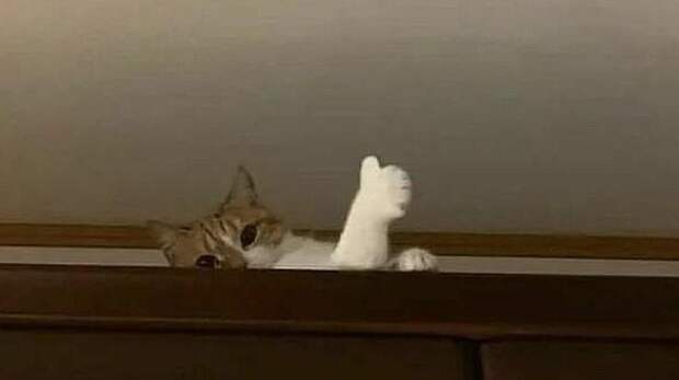 Самые смешные фото котов в 2025 году