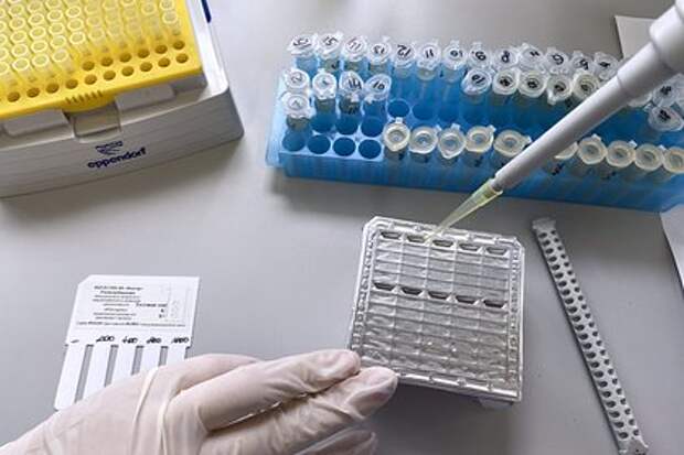 Врач Рублева: риск массового распространения оспы обезьян в России низкий