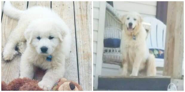 It's Dog or Nothing | #FluffiesGoneFamous