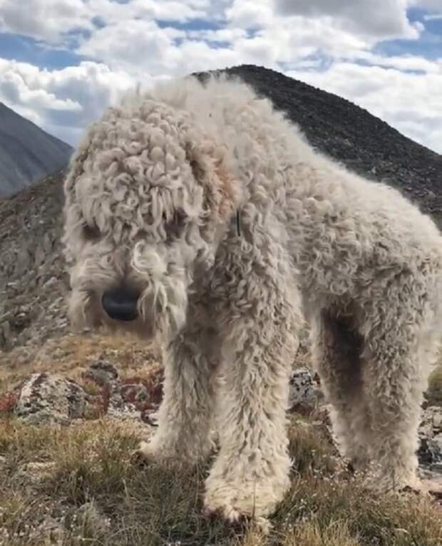 Собака в горах