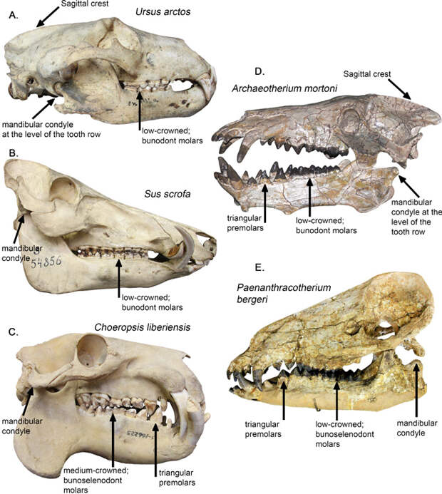 Рис. 1. Черепа энтелодонта Archaeotherium mortoni (D), антракотерия Paenanthracotherium bergeri (E) и нескольких современных млекопитающих: бурого медведя (A), кабана (B) и карликового бегемота (C)