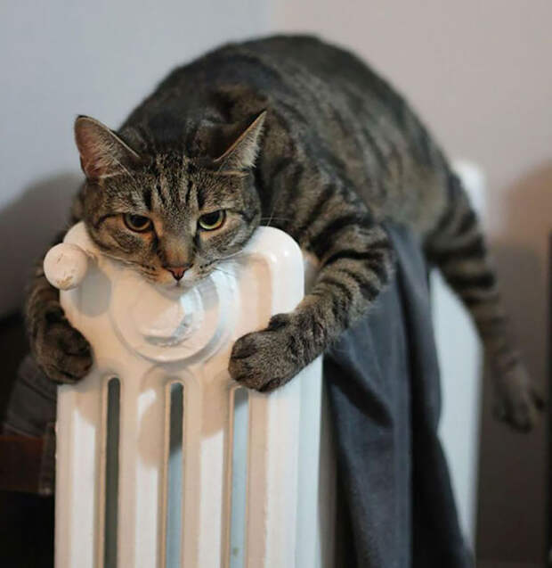 Кошки, которые любят тепло