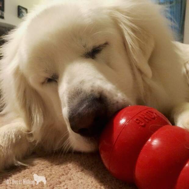 Great Pyrenees | It's Dog or Nothing #grainfreeforme