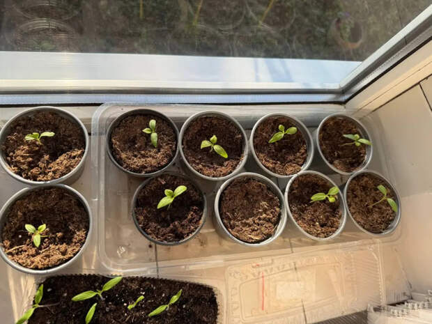 Рассада перестала тянуться за 5 минут: простой секрет с расстоянием 10×10