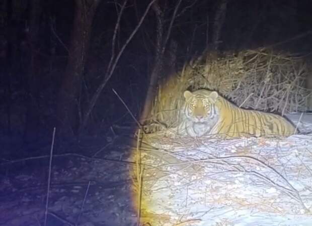 Очередного конфликтного тигра отловили в Приморье
