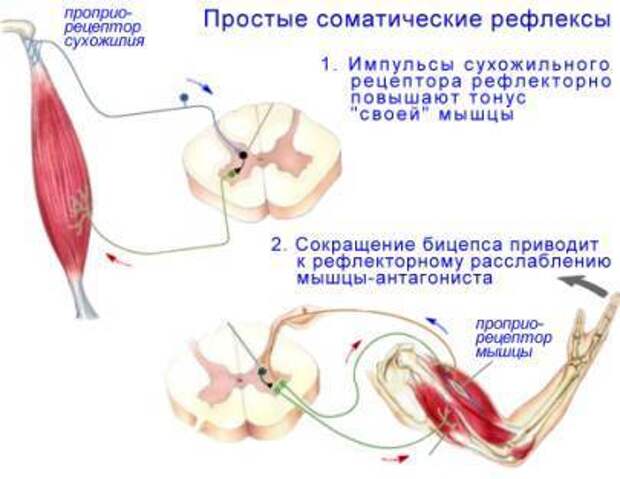 Рефлекторные мышцы. Схема рефлекса двуглавой мышцы. Схема рефлекса двуглавой мышцы плеча. Рефлекс сухожилия двуглавой мышцы схема. Рефлекс двуглавой мышцы плеча рефлекторная дуга.