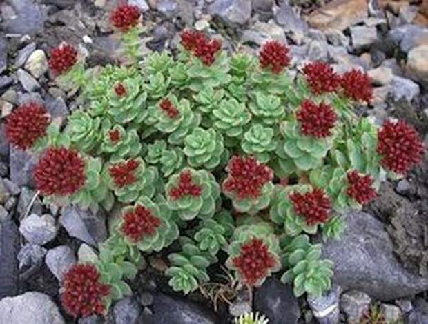 10 доступных пищевых добавок для улучшения умственных способностей